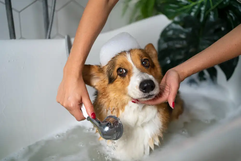 Kan je een hond met gewone shampoo wassen?
